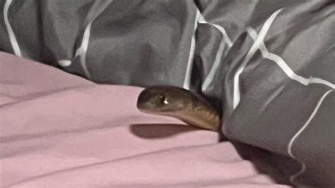 Queensland woman flown to hospital after eastern brown snake bite | NT News