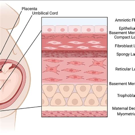 Anatomical Location Of Perinatal Tissues Download Scientific Diagram