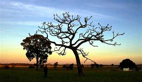 Plano Nacional De Adaptação à Mudança Do Clima Tecnologia E Floresta