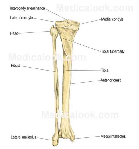 General Anatomy Of Tibia And Fibula Bones Using Interactive Animations