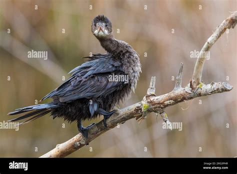 Pygmy Cormorant; Microcarbo pygmaeus Stock Photo - Alamy