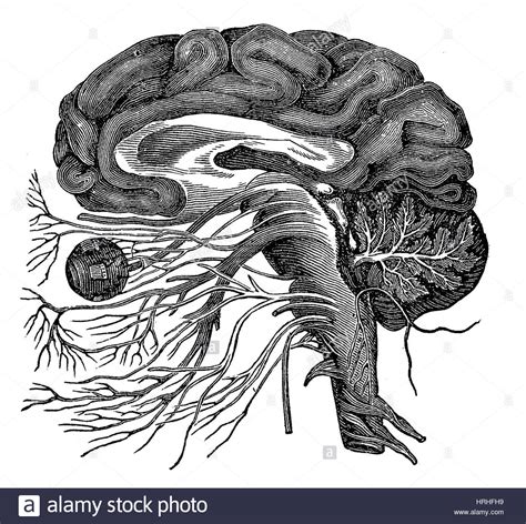 Brain And Cranial Nerves Stock Photo Alamy