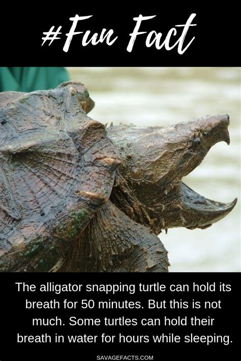 Facts About Alligator Snapping Turtle Alligator Snapping Turtle