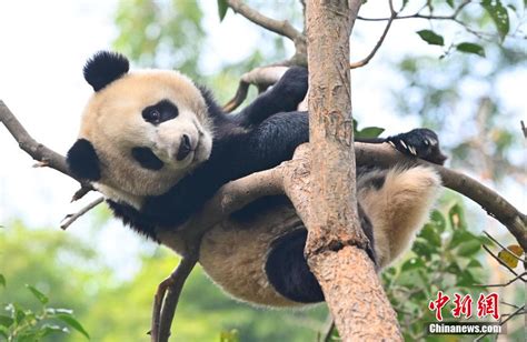 宜宾加快布局千亿产业 打造“中国储能产业新高地”—中国新闻网·四川新闻