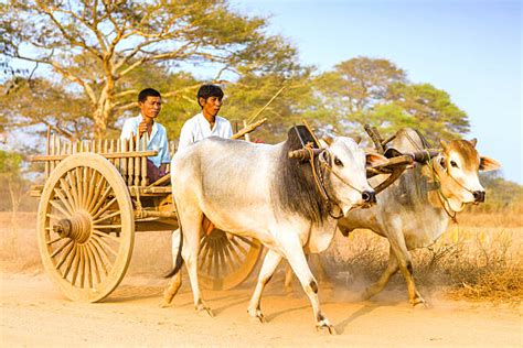 Best Bullock Cart Stock Photos Pictures And Royalty Free Images Istock