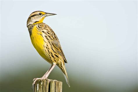 Eastern Meadowlark - A-Z Animals