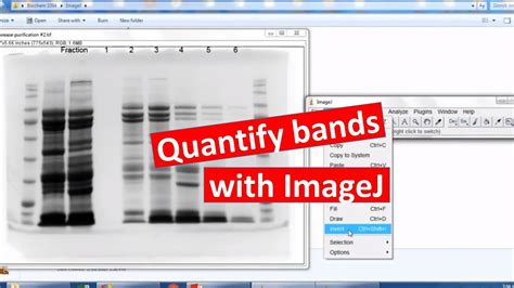 Western Blot Quantification With Imagej Menswise