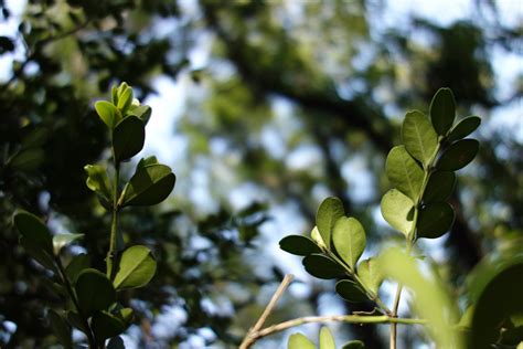 Wallpaper Sunlight Forest Nature Branch Green Blossom Light