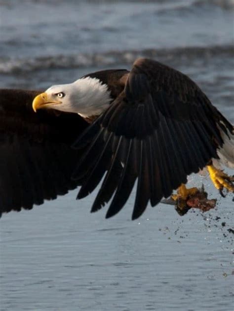 Eagle vs Falcon: Who Would Win in a Fight? - AZ Animals