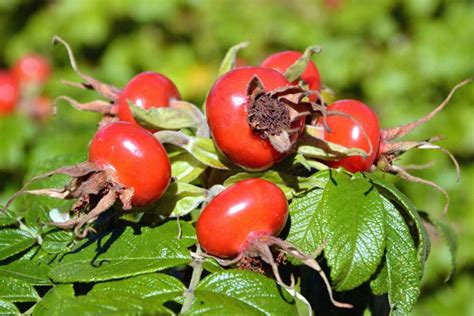 Science Backed Health Benefits Of Rose Hip How To Ripe