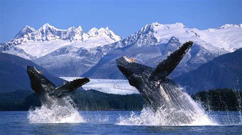 Humpback Whale Wallpapers - Top Free Humpback Whale Backgrounds ...