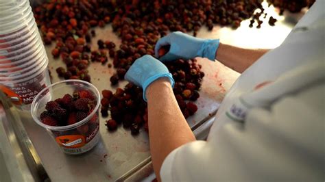 En La Ceja 56 productores de mora serán beneficiados con herramientas