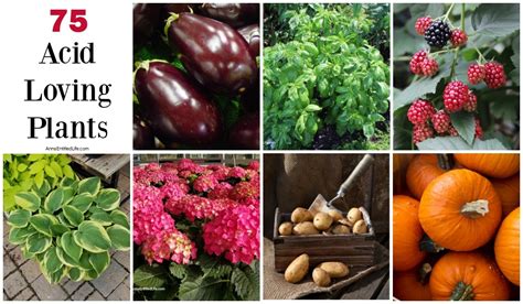 What Vegetable Plants Are Acid Loving At Anette Wagner Blog