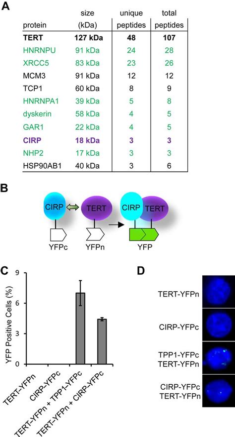 Cold Inducible RNA Binding Protein CIRP Is A Telomerase Associated