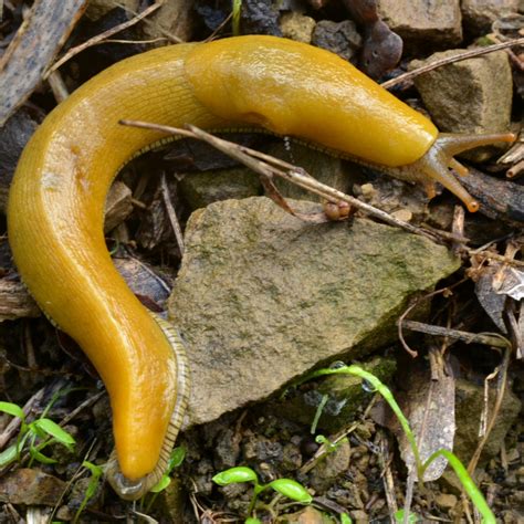 Large Hand Sized Pacific Banana Slug Ariolimax Columbianus Or Is It