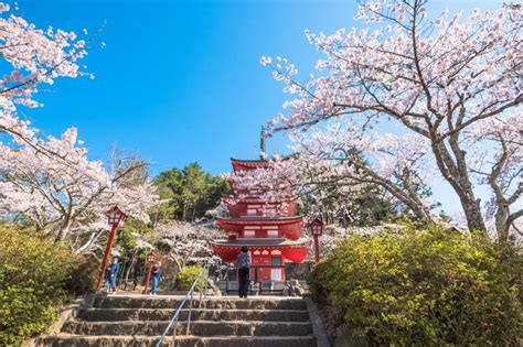 【終了しました】第8回 新倉山浅間公園 桜まつり｜富士吉田のイベント｜【公式】富士吉田市観光ガイド