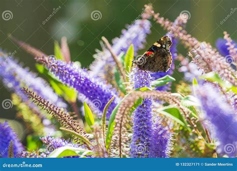 Mariposa Del Almirante Rojo Atalanta De Vanesa En Las Flores Azules