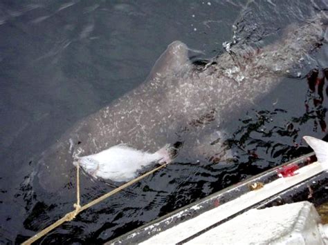 Pacific Sleeper Shark – "OCEAN TREASURES" Memorial Library