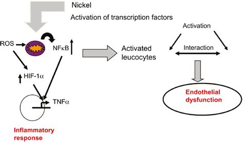 Primary Concept Of Nickel Toxicity An Overview