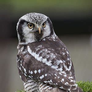 Radar Northern Hawk Owl Thirsk Birds Of Prey Centre