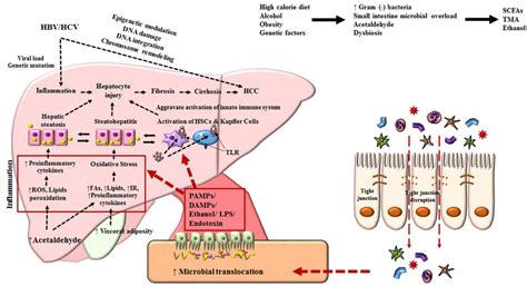 Microorganisms Free Full Text Role Of Gut Microbiota In