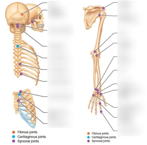 Table 8 2 Joints Diagram Quizlet