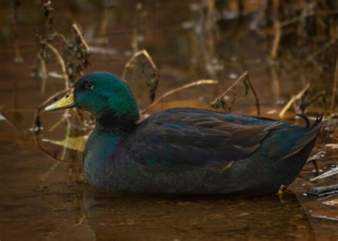 Can You Keep Ducks As Pets Everything You Need To Know