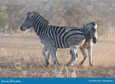 Two Zebra Stallions Fighting And Kicking Each Other During Golden Hour