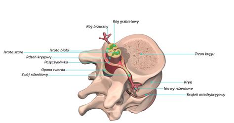 Rodzaje Uszkodze I Uraz W Rdzenia Kr Gowego Open Medical