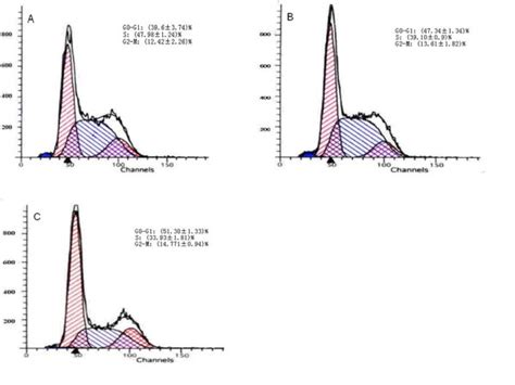 Cell Cycle Distribution Of K562 Cells In Scg N A Ccg N B And Ccg S