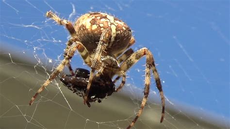 Spider Eating Insect