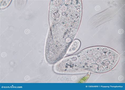 Paramecium Under Microscope 1000x