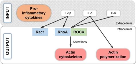 Signaling Of Pro Inflammatory Cytokines Il 1β Il 6 And Il 8 Causing