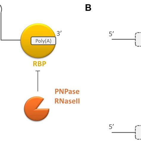 Schematic Overview Of The Working Mechanism Of Rna Binding Proteins