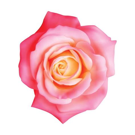 Rose Thorn Clip Art Illustrations, Royalty-Free Vector Graphics & Clip ...