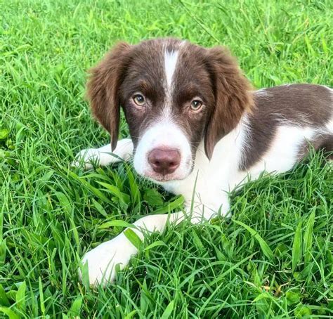 15 Photos Of Brittany Puppies That Make Everyone Fall In Love