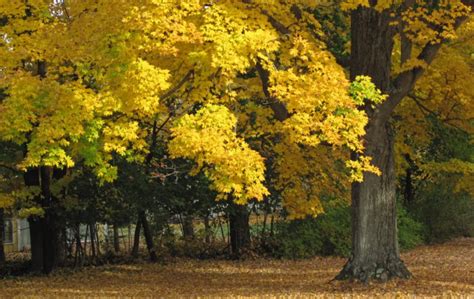 The 7 Layers Of An Ontario Food Forest Carroll Property Services