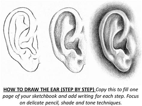 How To Draw Left Ear