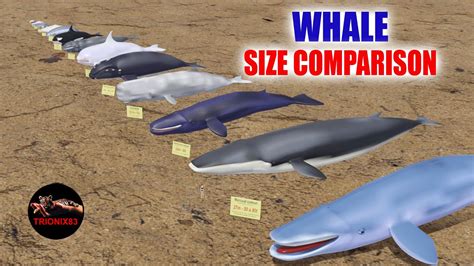 Whale Size Comparison Comparaci N Tama O Ballenas D Animation