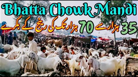 Bhatta Chowk Bakra Mandi Bakra Updates Bata Chowk Mandi Rwp