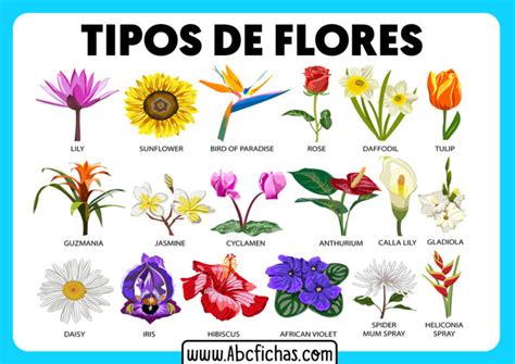 Tipos De Flores Abc Fichas