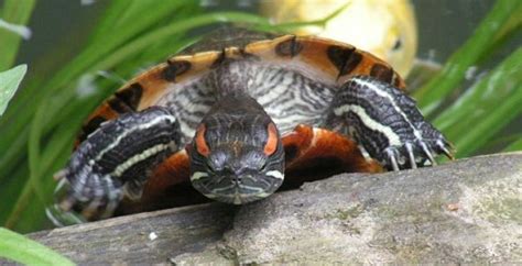 Take care of pet turtles | Quick guide