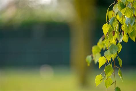 Hoja Naturaleza Árbol Al Aire Foto gratis en Pixabay Pixabay