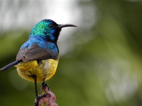 Sunbird ITAP of while I lived in Africa : r/wallpapers