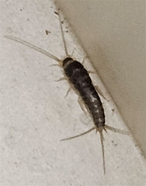 Silverfish or Firebrat? : r/insects