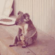 Animated Koala GIFs | Tenor