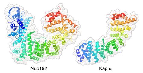 Pdb 101 Learn Structural Biology Highlights Piecing Together The Nuclear Pore Complex