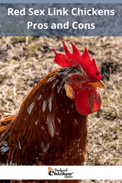 Red Sex Link Chickens Pros And Cons