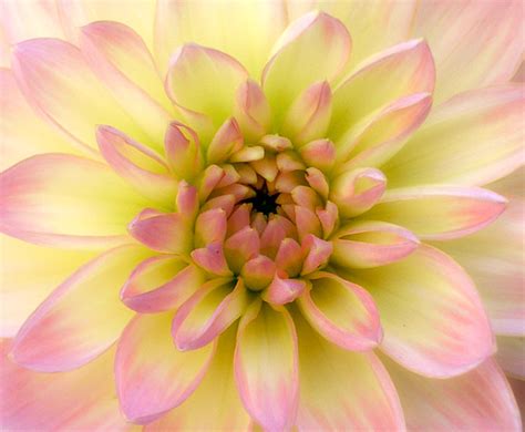 Dahlia Bonnie Blue Flickr