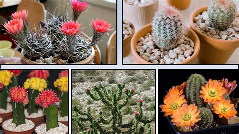 28 Tipos de Cactus más populares del mundo YouTube